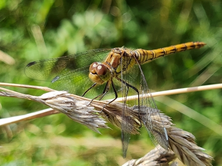 Common Darter Jamie Kingscott