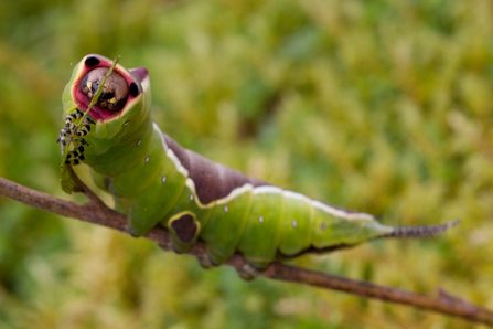 Puss moth caterpillar