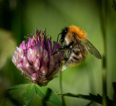 Common Carder Bee on Red Clover in Meadow Stephanie Chadwick