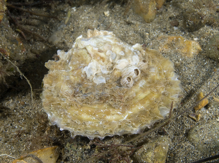 Oyster