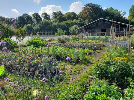 Redcatch Community Garden allotment