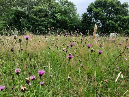 Wildflower Meadow on Whiteshill Common long grass and trees