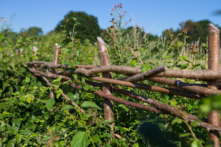 Farm hedgerows natural barrier