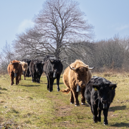 A herd of Dexter cattle walking towards the camera