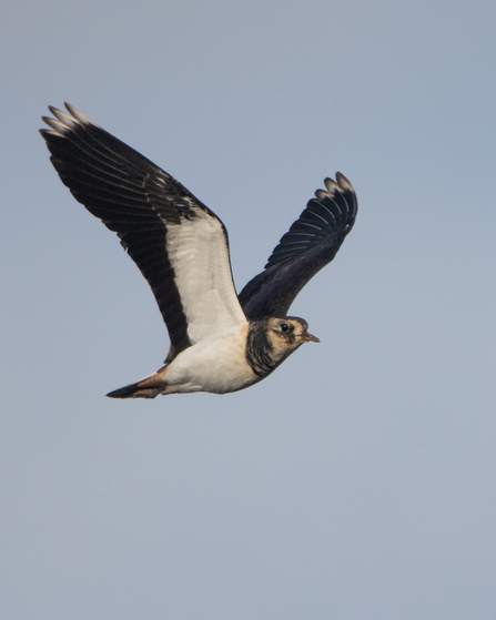 Lawing in flight 