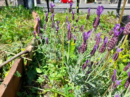 St Pauls Seventh Corner Community Garden