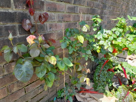 St Pauls Seventh Corner Community Garden climbers