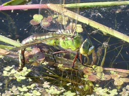 (Female Emperor ovipositing.)