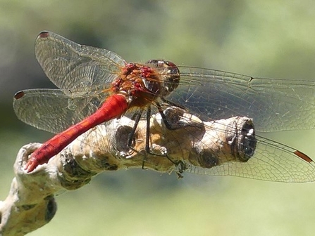 (Ruddy Darter has black legs and a waisted abdomen.)