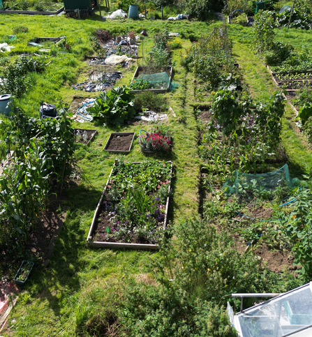 Wildlife friendly allotment plot in Bath