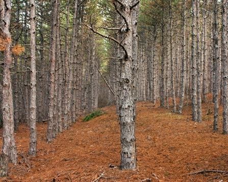 Plantation Woodland 