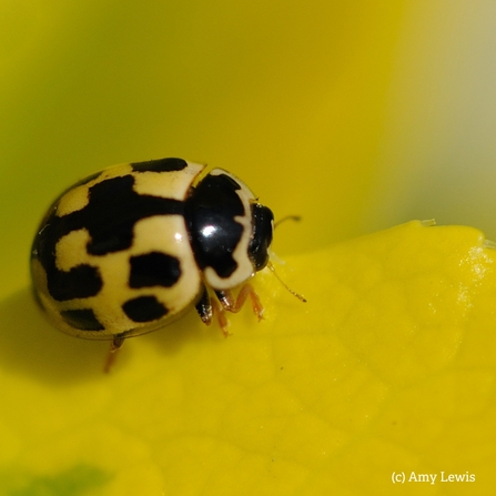 14 spot ladybird