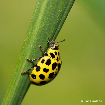 22 spot ladybird