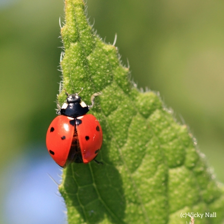 7 spot ladybird