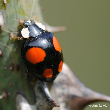 Harlequin lady Bird