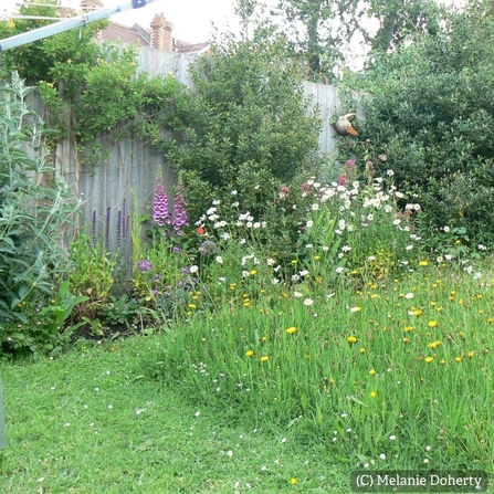 a patch of meadow in a garden