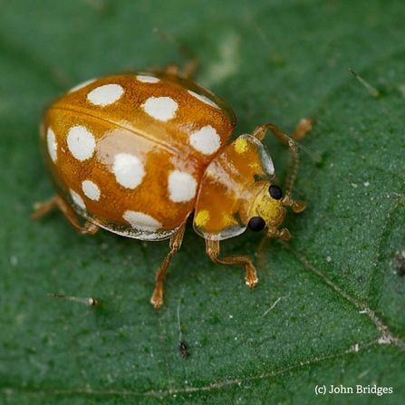 orange ladybird