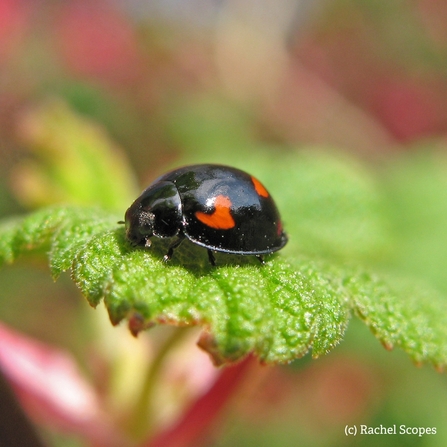 pine ladybird