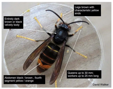 Asian hornet 