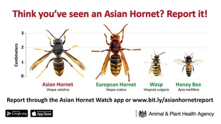 Comparison of European and Asian hornet, wasp and honeybee  