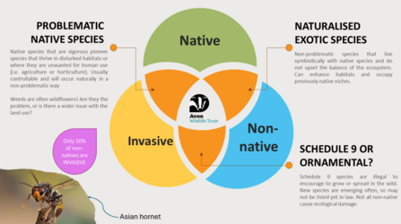 INNS resource - differences between native, Invasive, non-native