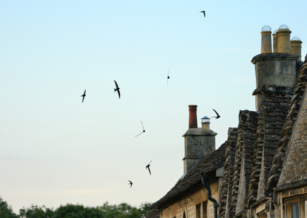 Swifts flying around rooftops 