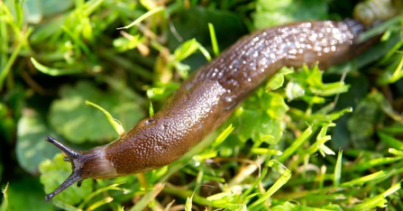 slug 