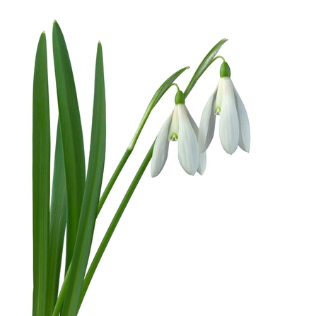 Three cornered leek