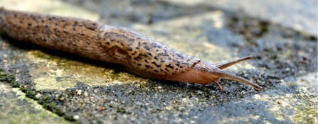 leopard slug