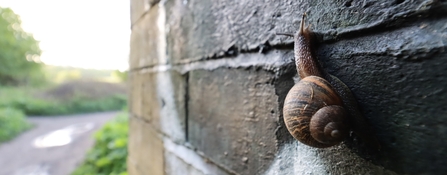 snail on wall