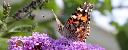 Painted lady on buddleia 