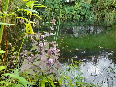 Pond at Grow Wilder