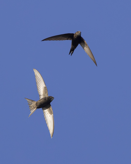 Two swifts