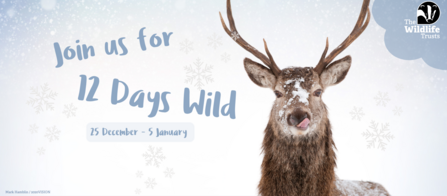 12 Days Wild 2024 - Red deer