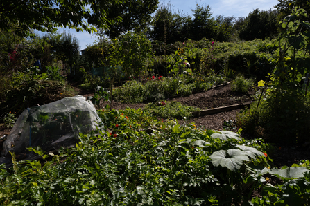 Nature friendly allotment