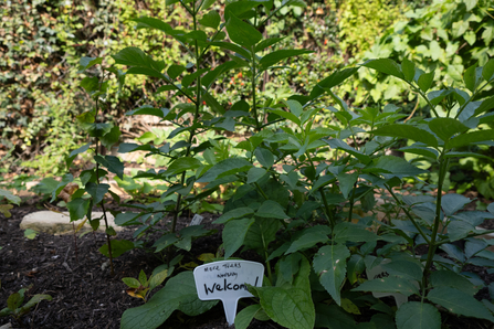 St Andrew's school garden