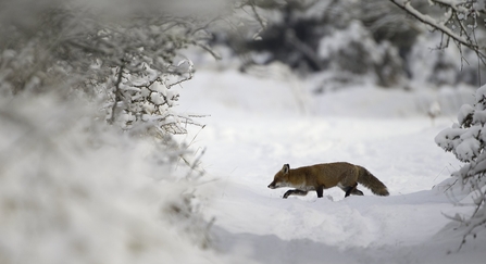 Red Fox (Vulpes vulpes) Vixen in the Snow during winter