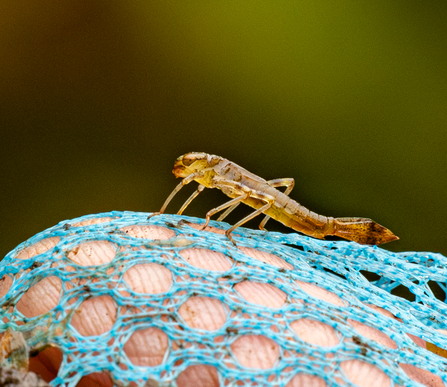 Pond insect