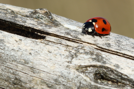 7-spot ladybird