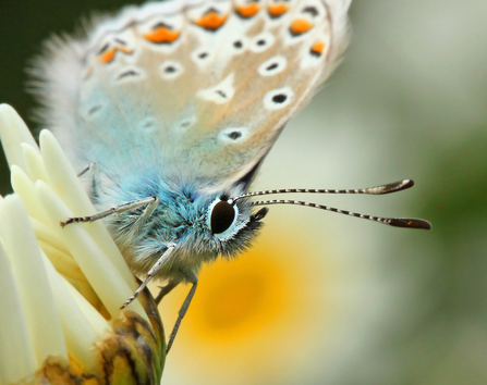 A close up shot of a common blue butterfly