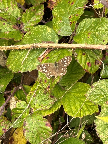 Speckled wood butterfly on brambles