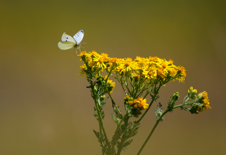 Butterfly sitting on ragwort