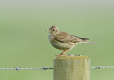 Skylark on a post