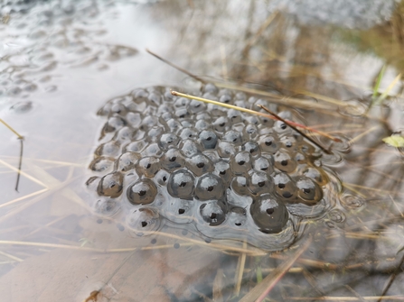 Frogspawn in a pond