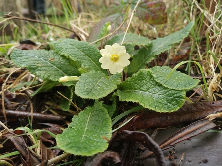 A close up of a primrose