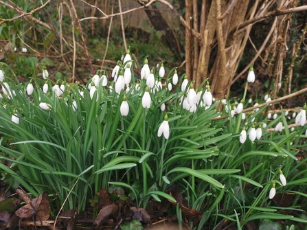 A cluster of snowdrops shooting up from the ground