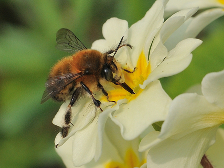 Hairy-footed flower bee on a flower