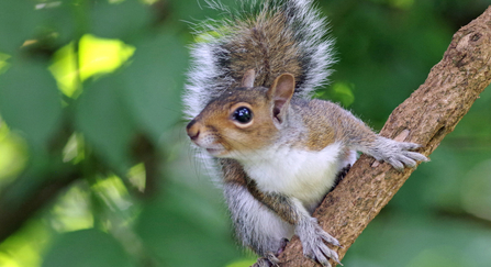 Grey squirrel