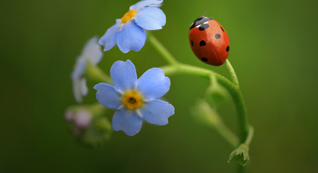 7 spot ladybird