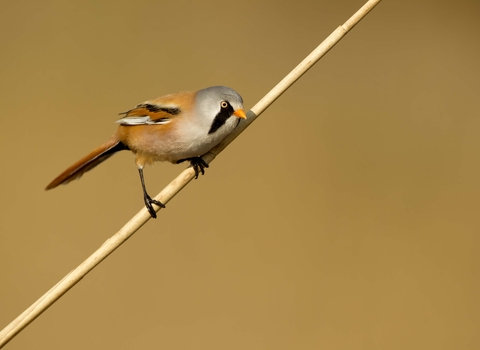 Bearded tit